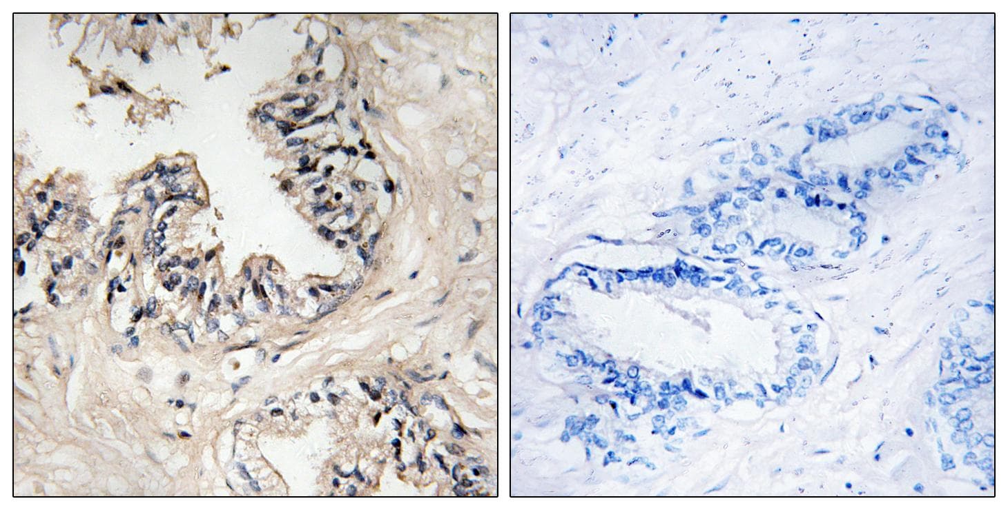 MRPS36 Antibody