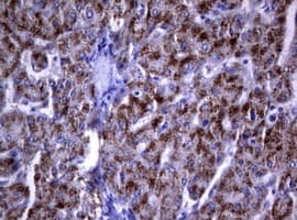 DOCK8 Antibody (aa84-405, clone OTI12D7)