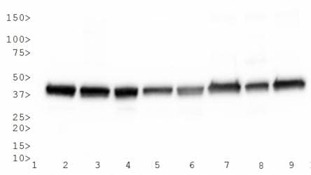 PathPlus™ Actin Antibody (clone mAbGEa)