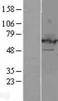 EHD2 Protein (Over-Expression Lysate Myc-DDK (Flag))