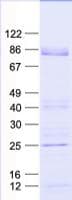 Human ZFP37 Protein (Recombinant His, N-Terminal)