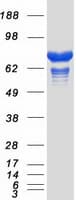 Human SH3BP1 Protein (Recombinant Myc-DDK (Flag))