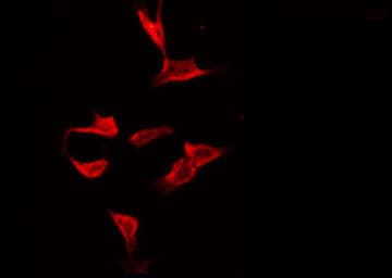 SEPT8 / Septin 8 Antibody