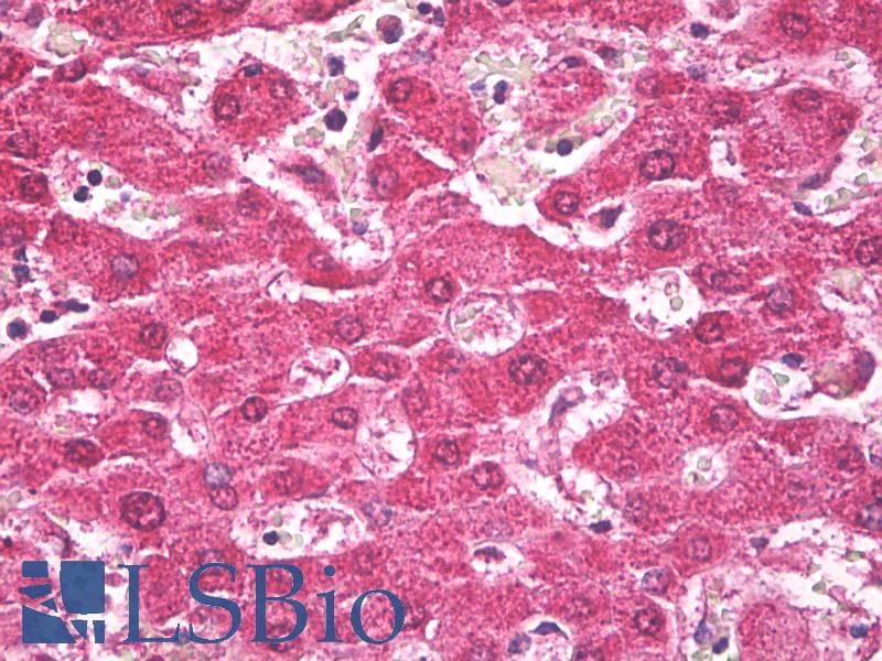 IHC-plus™ TROVE2 Antibody (clone 2B4)
