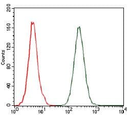 Monoclonal Mouse anti-Human CCL2 / MCP1 Antibody (clone 2D8, IHC, IF, WB)