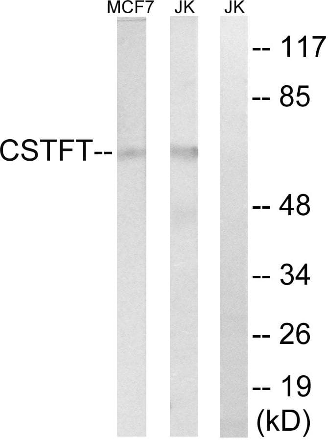 CSTF2T Antibody