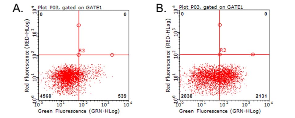HAVCR2 / TIM-3 Antibody (clone OTI2C11)