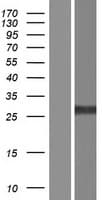UNC119 / Retinal Protein 4 (Over-Expression Lysate Myc-DDK (Flag))
