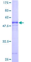 Human VTI1B Protein (Recombinant GST)