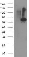 PPM1B Antibody (clone OTI3C2)