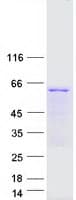 Human TCP11 Protein (Recombinant Myc-DDK (Flag))