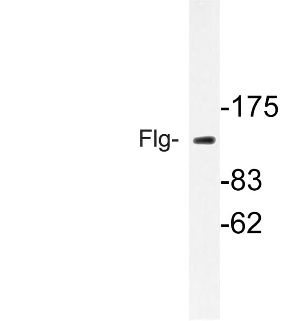 FGFR1 / FGF Receptor 1 Antibody (Arg148)