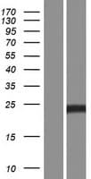 PLEKHB1 Protein (Over-Expression Lysate Myc-DDK (Flag))