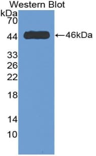 MYH10 Antibody (aa438-716)