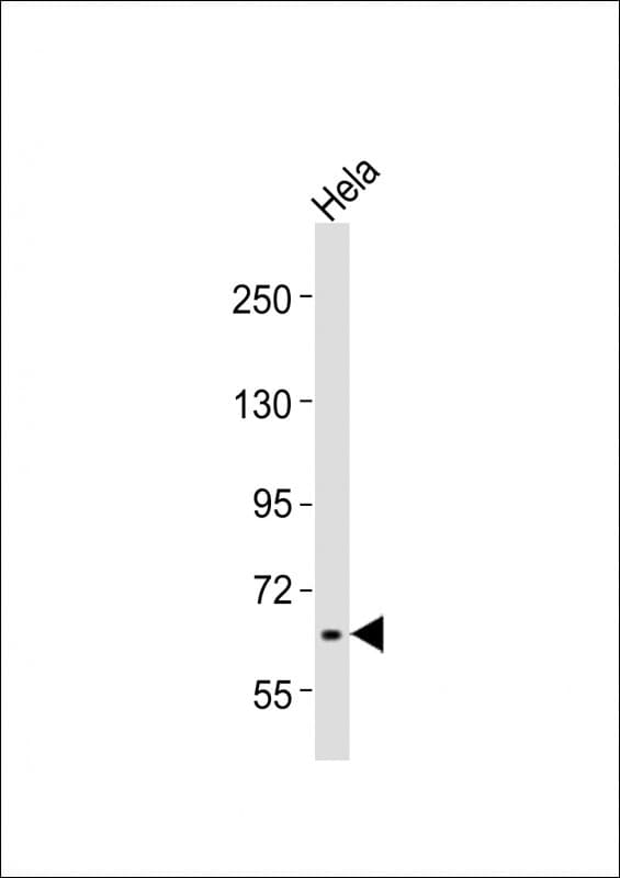 Polyclonal Rabbit anti-Human RAB11FIP5 / RIP11 Antibody (aa341-375, WB)