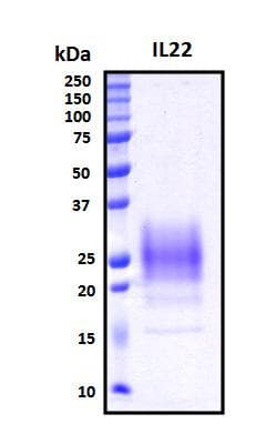 Human IL22 Protein (Recombinant His, N-Terminal)