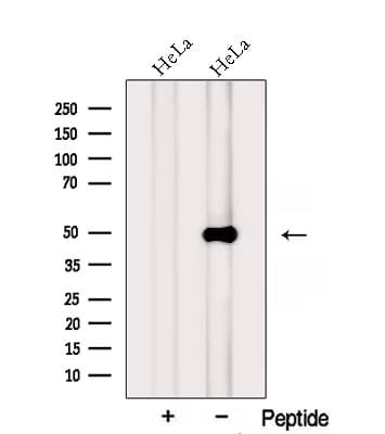 PTPRR Antibody