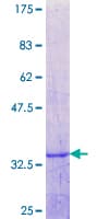 Human PHLDA3 Protein (Recombinant GST, N-terminus)