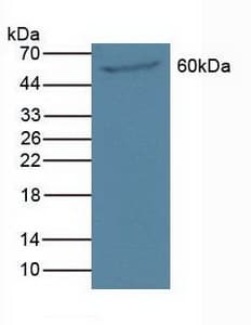 PAOX / PAO Antibody (aa130-356, Biotin)