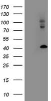 Monoclonal Mouse anti-Human LMCD1 Antibody (clone OTI1H5, IHC, IF, WB)