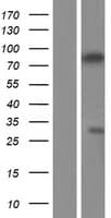 ZCWPW1 Protein (Over-Expression Lysate Myc-DDK (Flag))