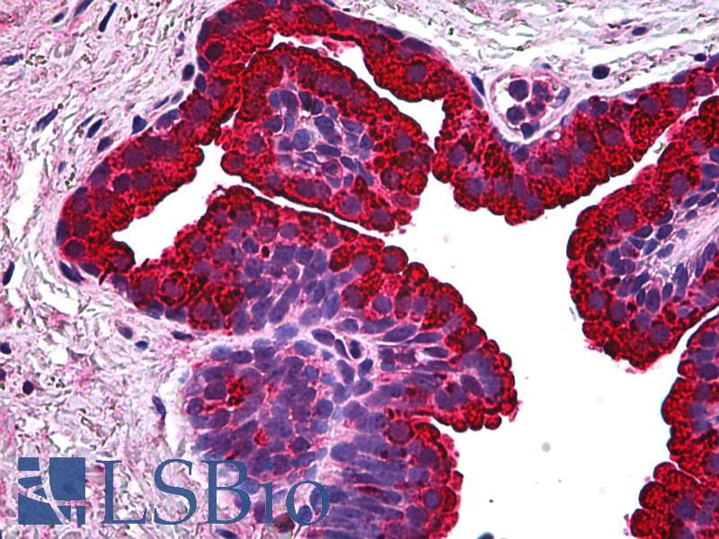 IHC-plus™ Monoclonal Mouse anti-Human BCAS1 / NABC1 Antibody (clone 1B5, IHC, WB)