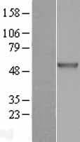 Human CHIT1 / Chitotriosidase Protein (Over-Expression Lysate Myc-DDK (Flag))