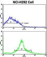 CDK3 Antibody (aa4-38)