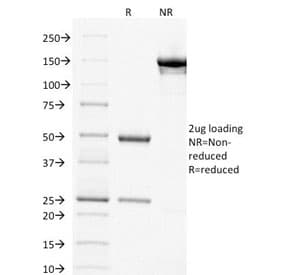 Monoclonal Mouse anti-Human thyA / Thymidylate Synthetase Antibody (clone TYMS/1884, Azide-free,BSA-free, IHC)