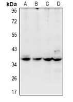 USP50 Antibody