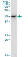 EXOG / ENDOGL1 Antibody (clone 2F7)