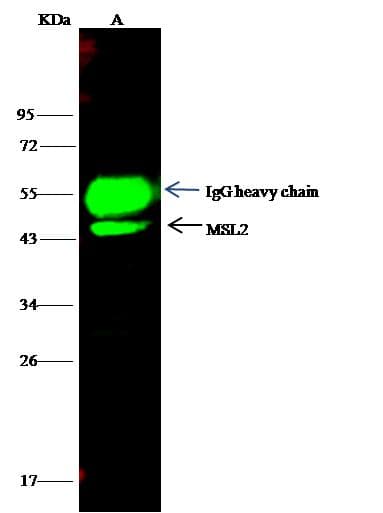 MSL2 Antibody (Preservative Free)