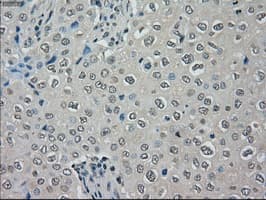 Monoclonal Mouse anti-Human MRI1 Antibody (clone OTI6G9, IHC, IF, WB)