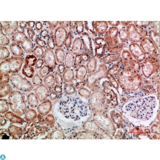 Anti-BTN3A1/2/3 antibody Antibody