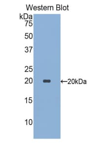 SIGLEC9 Antibody (aa23-142, Biotin)
