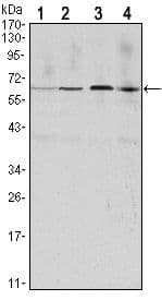 Monoclonal Mouse anti-Human CCNB1 / Cyclin B1 Antibody (clone 1B10, IHC, WB)