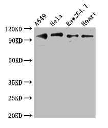 TLR5 Antibody