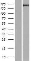 Human RGS12 Protein (Over-Expression Lysate Myc-DDK (Flag))