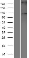 SULF2 / Sulfatase 2 Protein (Over-Expression Lysate Myc-DDK (Flag))