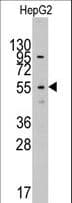 LAP3 Antibody (aa89-119)