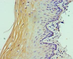 STAT4 Antibody (aa569-748)