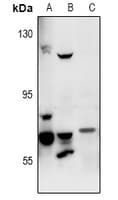 Polyclonal Rabbit anti-Human FASTKD3 Antibody (IHC, WB)
