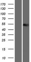 MATN1 / Matrilin 1 Protein (Over-Expression Lysate Myc-DDK (Flag))