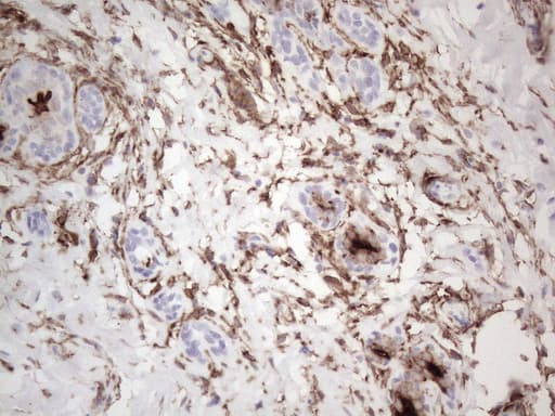 ANPEP / CD13 Antibody (aa668-967, clone OTI2E4)
