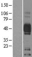 CD2 Protein (Over-Expression Lysate Myc-DDK (Flag))