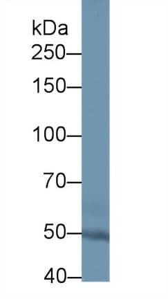 SULF2 / Sulfatase 2 Antibody (aa337-654)