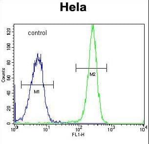 Polyclonal Rabbit anti-Human HYAL2 Antibody (aa385-412, IHC, WB)