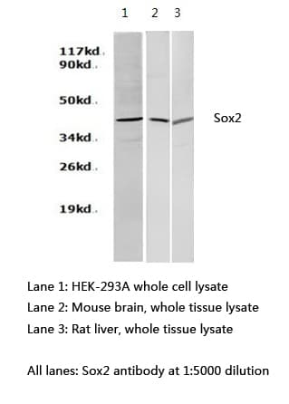 Polyclonal Rabbit anti-Human SOX2 Antibody (WB)
