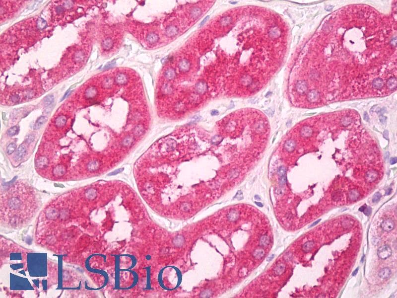 IHC-plus™ GNPDA1 Antibody (aa100-150)