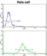 PHGDH Antibody (aa140-168)